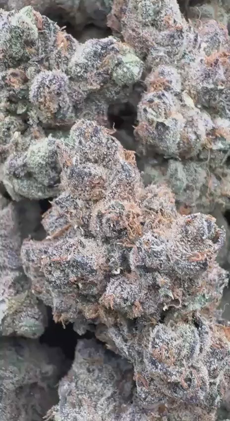 White Gelato