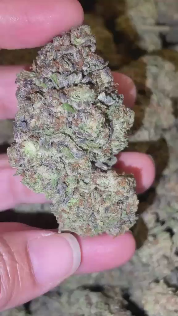 King Gelato